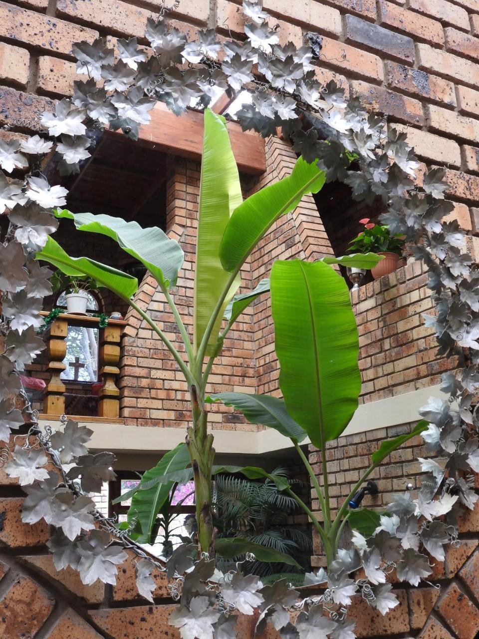 Mossel Bay Guest House מראה חיצוני תמונה